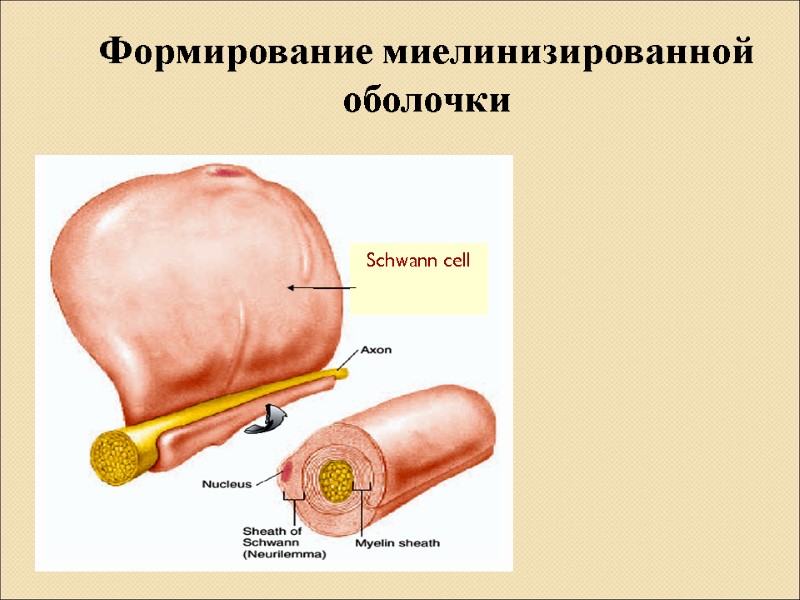 Формирование миелинизированной оболочки Schwann cell